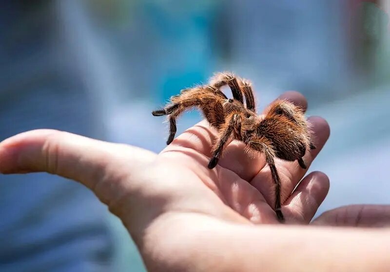 رتیل پشم صورتی؛ حیوان خانگی محبوب و حرف گوش کن! | عکس