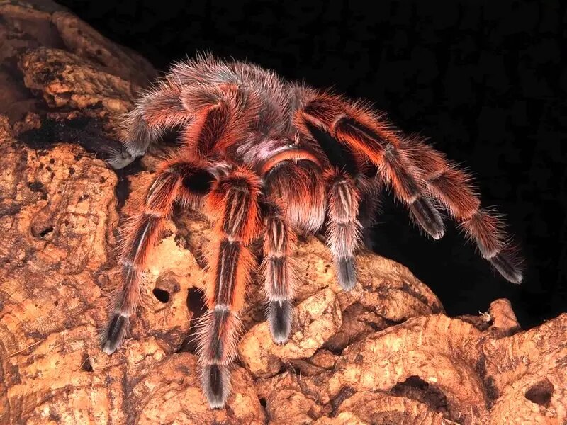 رتیل پشم صورتی؛ حیوان خانگی محبوب و حرف گوش کن! | عکس