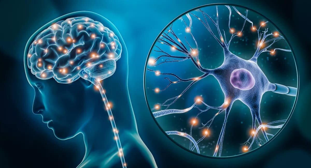 ساعت‌های پنهان مغز | چرا برخی خاطرات هرگز پاک نمی‌شوند؟