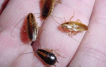 با سوسک‌های حمام و آشپزخانه چه کنیم؟ ؛ راه‌های از بین بردن سوسک حمام