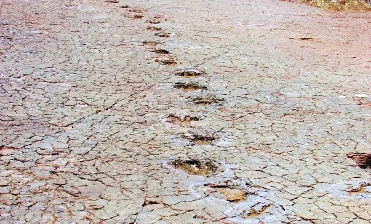 ردپاهای دایناسور