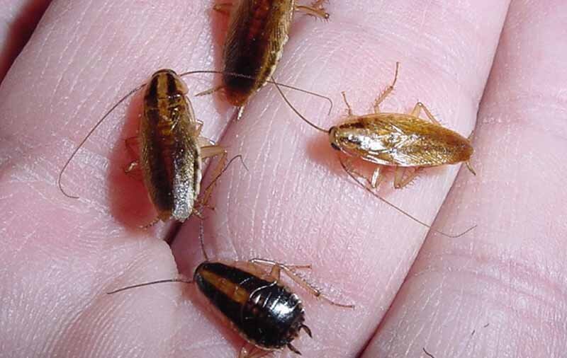 با سوسک‌های حمام و آشپزخانه چه کنیم؟ ؛ راه‌های از بین بردن سوسک حمام