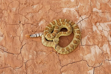 فردی یک مار را به طور کامل خورد! + عکس | فسیل ۱۵۰۰ سال قبل را ببینید