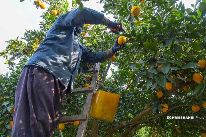 تصاویر حال و هوای خاص برداشت پرتقال در باغ های مازندران