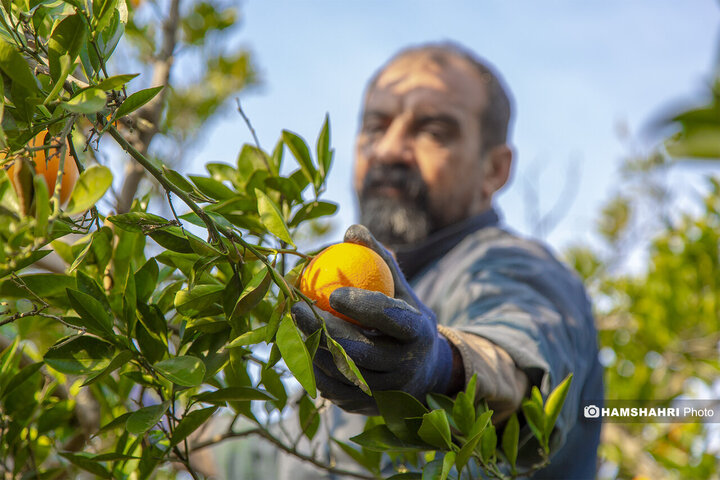 تصاویر حال و هوای خاص برداشت پرتقال در باغ های مازندران