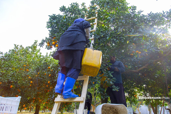 تصاویر حال و هوای خاص برداشت پرتقال در باغ های مازندران