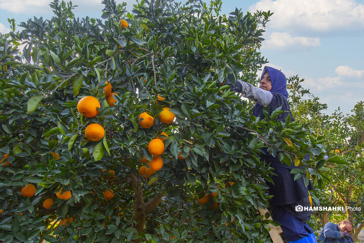 تصاویر حال و هوای خاص برداشت پرتقال در باغ های مازندران