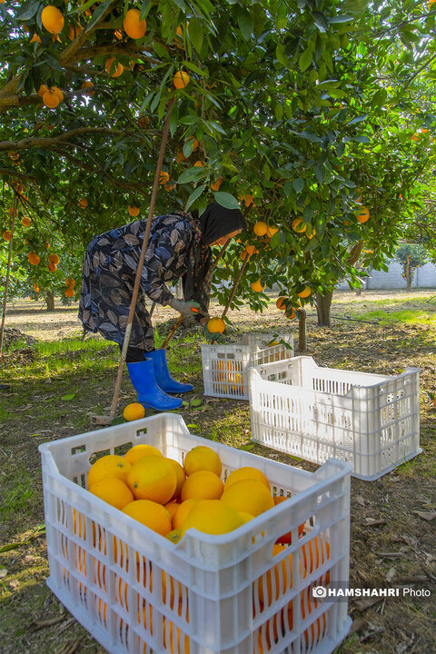 تصاویر حال و هوای خاص برداشت پرتقال در باغ های مازندران