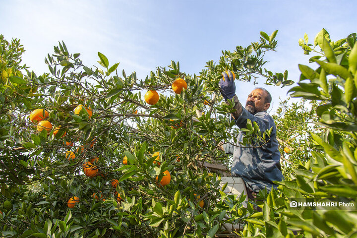 تصاویر حال و هوای خاص برداشت پرتقال در باغ های مازندران