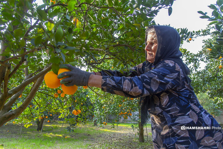 تصاویر حال و هوای خاص برداشت پرتقال در باغ های مازندران