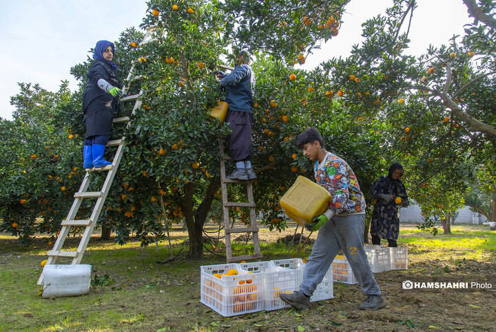 تصاویر حال و هوای خاص برداشت پرتقال در باغ های مازندران