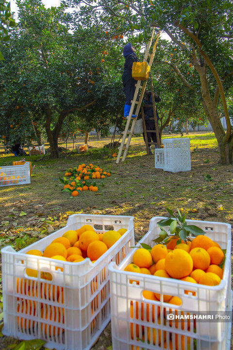 تصاویر حال و هوای خاص برداشت پرتقال در باغ های مازندران