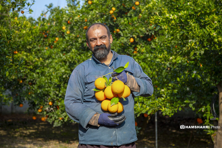 تصاویر حال و هوای خاص برداشت پرتقال در باغ های مازندران