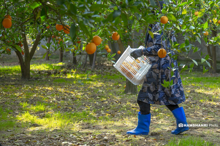 تصاویر حال و هوای خاص برداشت پرتقال در باغ های مازندران