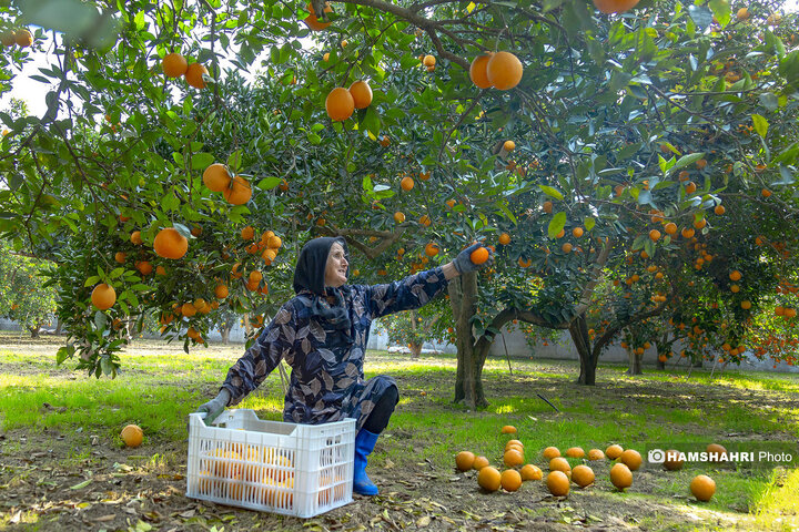تصاویر حال و هوای خاص برداشت پرتقال در باغ های مازندران