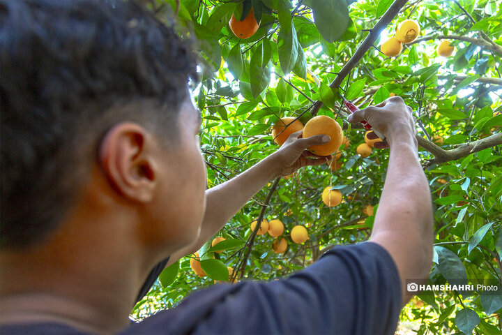 تصاویر حال و هوای خاص برداشت پرتقال در باغ های مازندران