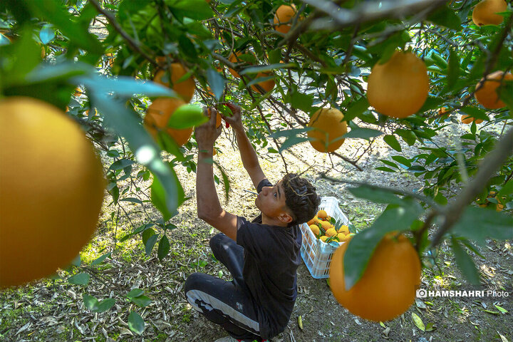 تصاویر حال و هوای خاص برداشت پرتقال در باغ های مازندران