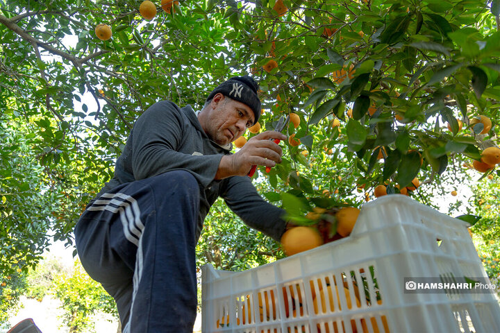 تصاویر حال و هوای خاص برداشت پرتقال در باغ های مازندران