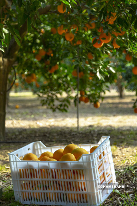تصاویر حال و هوای خاص برداشت پرتقال در باغ های مازندران