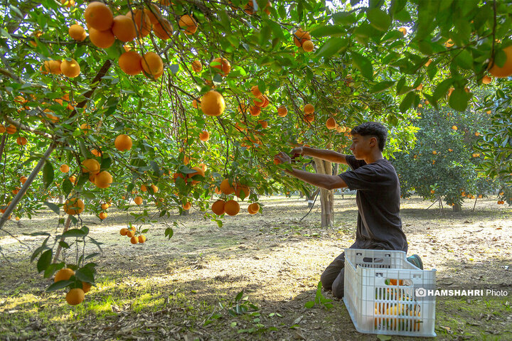تصاویر حال و هوای خاص برداشت پرتقال در باغ های مازندران