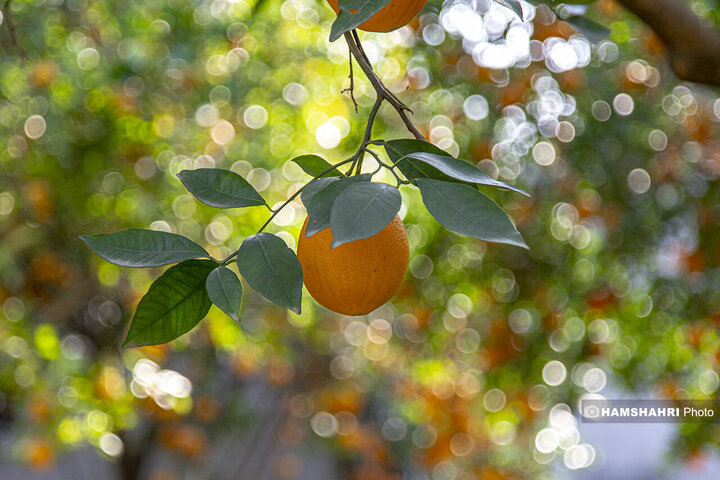تصاویر حال و هوای خاص برداشت پرتقال در باغ های مازندران