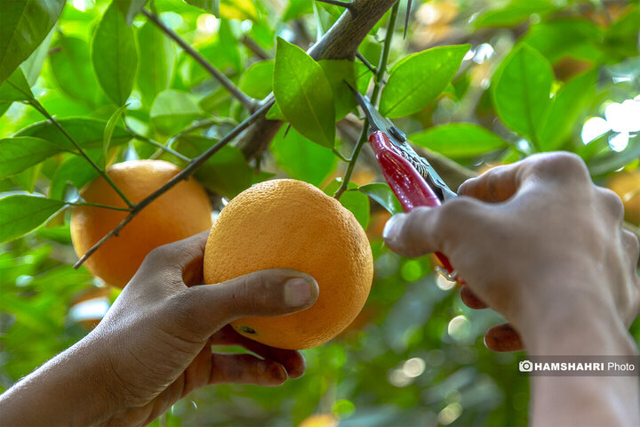 تصاویر حال و هوای خاص برداشت پرتقال در باغ های مازندران