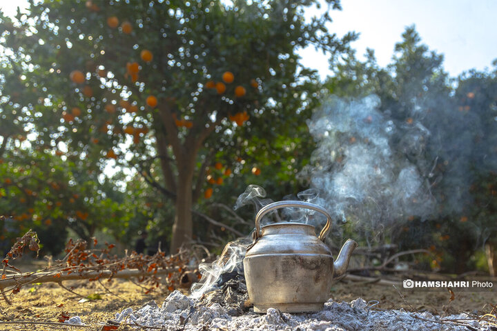 تصاویر حال و هوای خاص برداشت پرتقال در باغ های مازندران