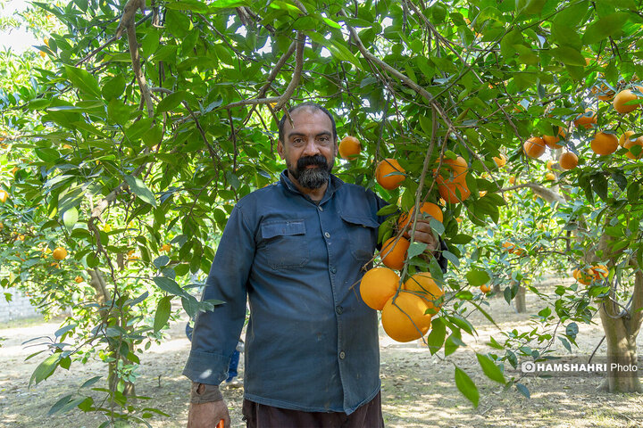 تصاویر حال و هوای خاص برداشت پرتقال در باغ های مازندران