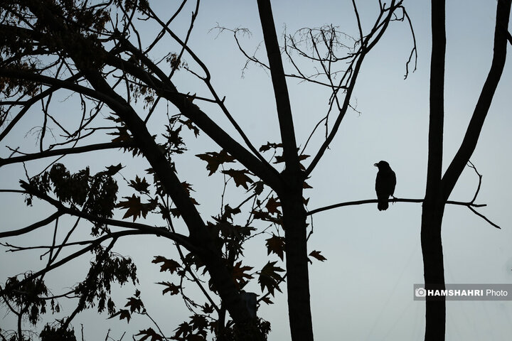 تهران در انتظار پاییز