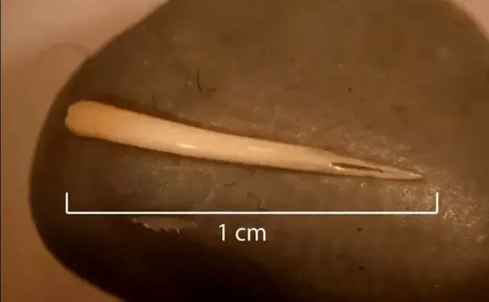 فردی یک مار را به طور کامل خورد! + عکس | فسیل ۱۵۰۰ سال قبل را ببینید