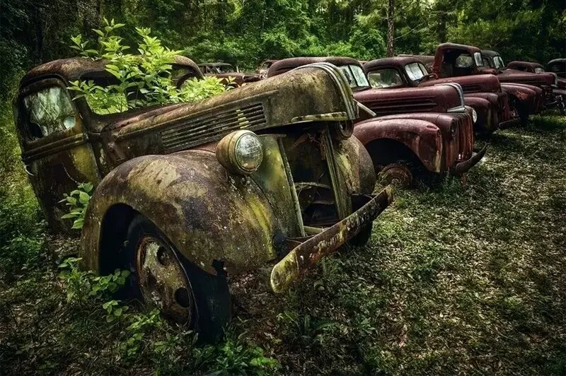 زیبایی وهمانگیز خودروهایی که با طبیعت یکی شدهاند | عکس