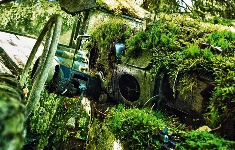 زیبایی وهم‌انگیز خودروهایی که با طبیعت یکی شده‌اند | عکس