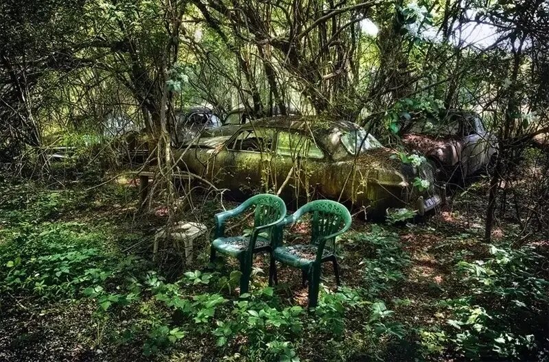 زیبایی وهمانگیز خودروهایی که با طبیعت یکی شدهاند | عکس