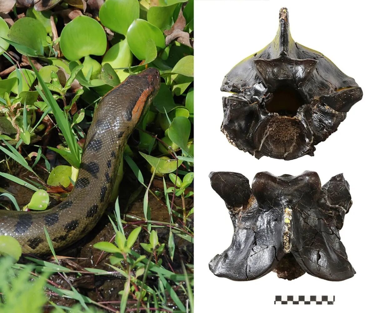 ببینید؛ این مار عظیم‌الجثه‌ ۱۲ میلیون سال بدون تغییر مانده است