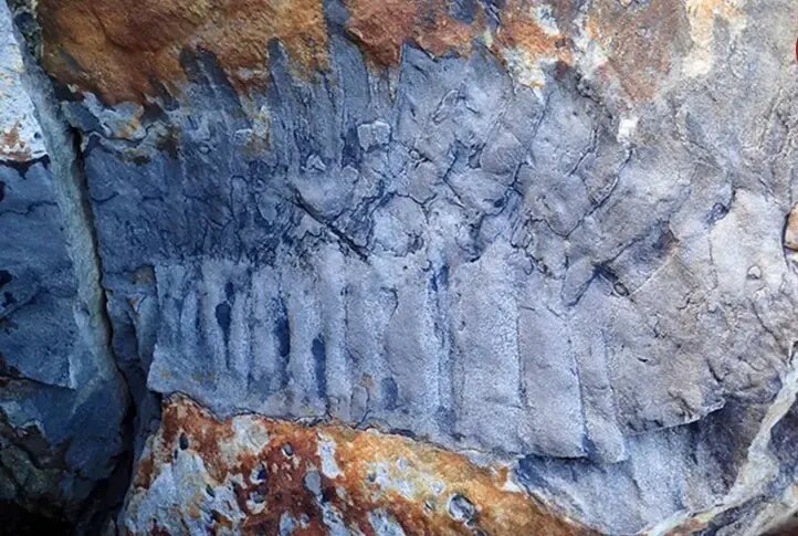 عکس؛ هزارپای غولپیکر که هماندازۀ یک «خودرو» بود! ؛ فسیل ۳۲۶ میلیون ساله را ببینید