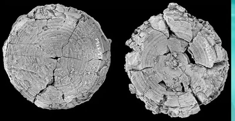 کوسه عظیم‌الجثه؛ سلطان اقیانوس‌ها در عصر دایناسورها!