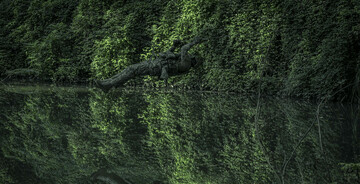 استتار حیرت انگیز فاتحین در جنگل؛ تصاویر تمرین تخصصی توسط یگان ویژه