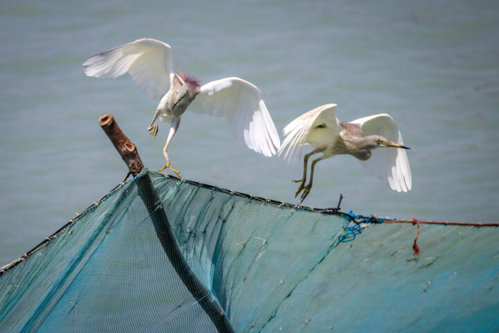 روستای سهیلی؛ نگین جزیرهای که زمین و دریا به آغوش هم رسیدهاند!