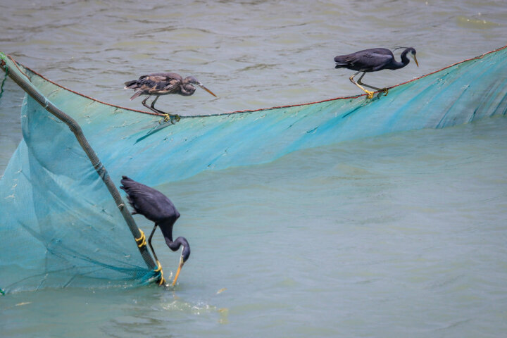 روستای سهیلی؛ نگین جزیرهای که زمین و دریا به آغوش هم رسیدهاند!