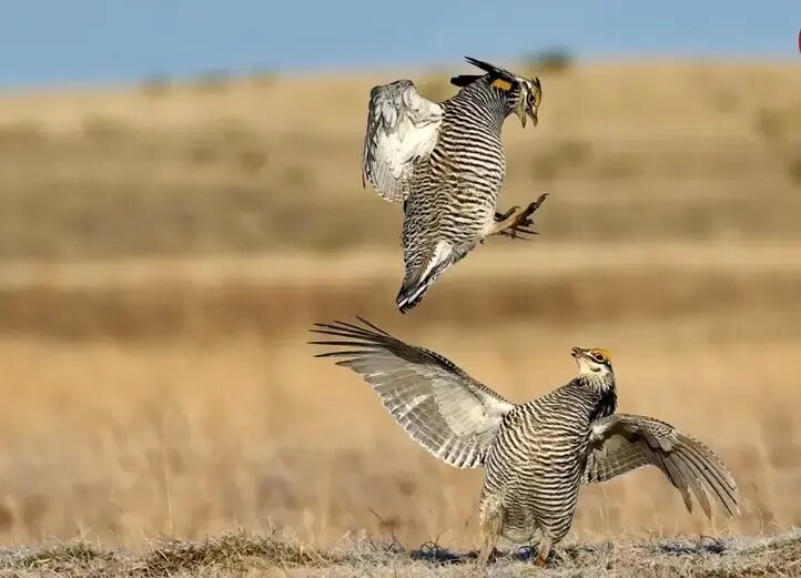 شاهکارهای عکاسی؛ از «طلوع خورشید در قطب» تا «پروانهای شبیه مار» | عکس
