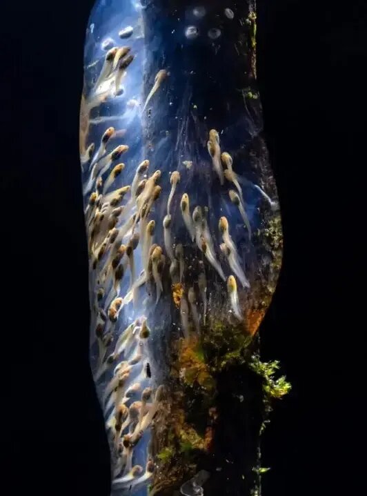 شاهکارهای عکاسی؛ از «طلوع خورشید در قطب» تا «پروانهای شبیه مار» | عکس