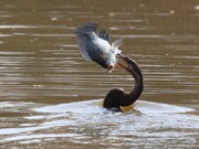 لحظه جالب بلعیدن ماهی توسط مرغ مارگردن | این فیلم ۱۶ برابر کُند شده است