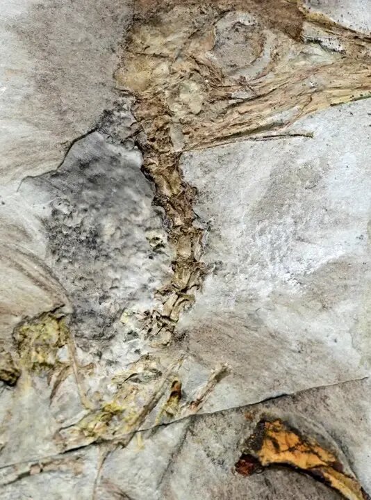 راز پرنده ۱۲۰ میلیون ساله با ۸۰۰ سنگ در گلو | عکس