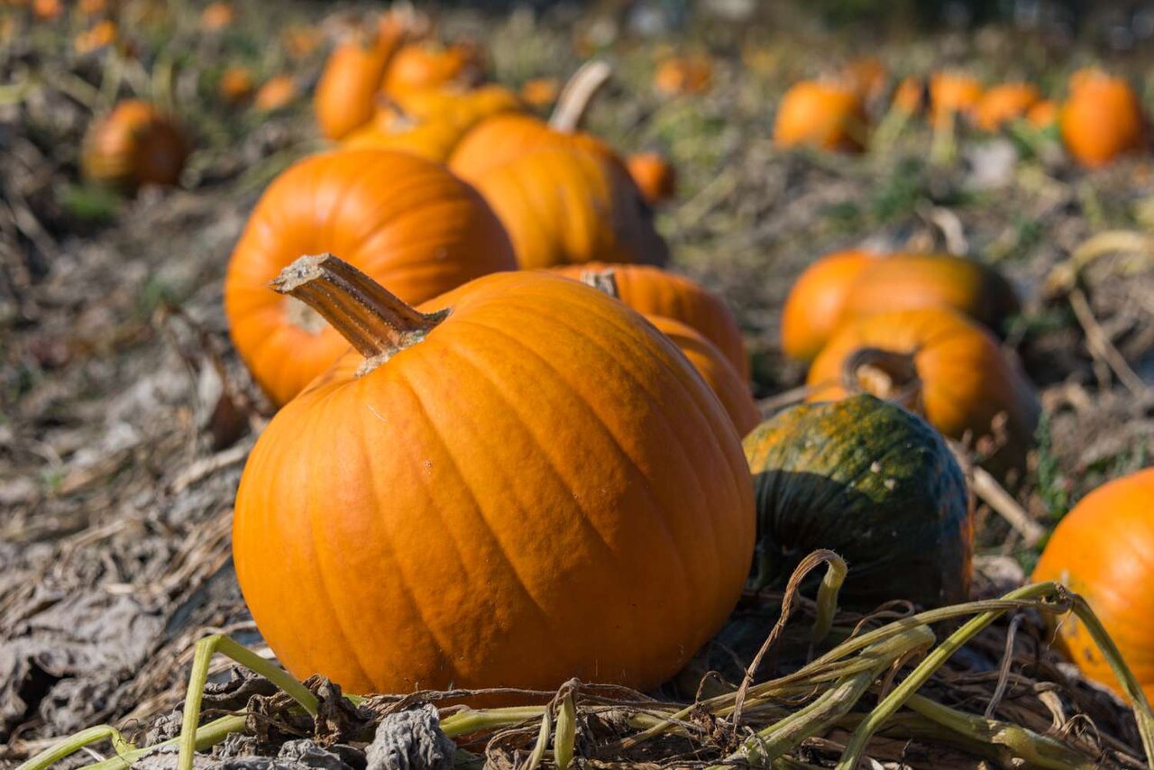 تشخیص بهترین و شیرین ترین کدو حلوایی با این ترفندها