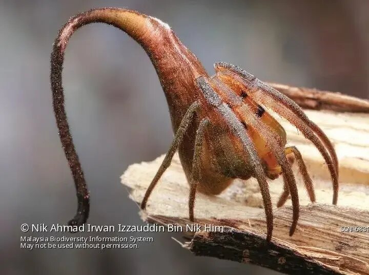 پالتیز؛ حشرهای که استاد نیرنگ است! | عکس