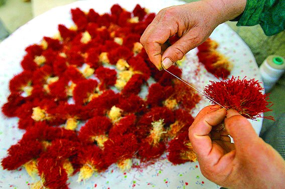 من چنورم؛ دختر سرسخت اورامان|دختر کارآفرین روستای جورآباد چطور با دستان خالی یک روستا را تبدیل به قطب تولید زعفران کرد