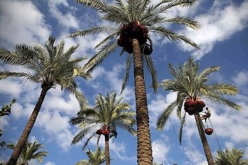 بلندترین نخل ایران چطور از بین رفت؟ | فقط یک نفر می‌ توانست به این نخل صعود کند