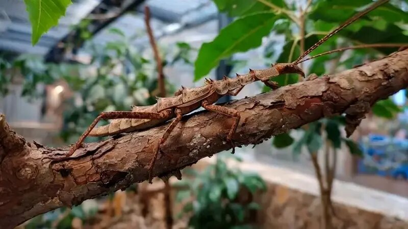 حشراتی که به شکل عجیبی شبیه گیاهان هستند | عکس