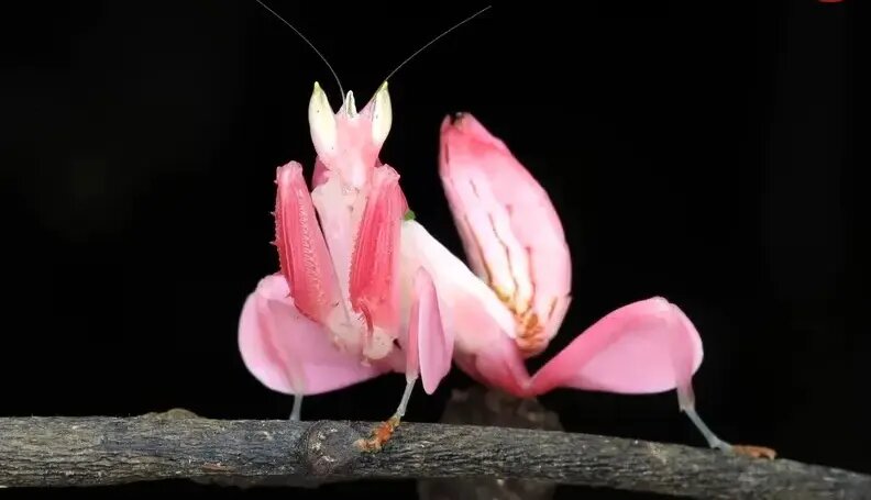 حشراتی که به شکل عجیبی شبیه گیاهان هستند | عکس