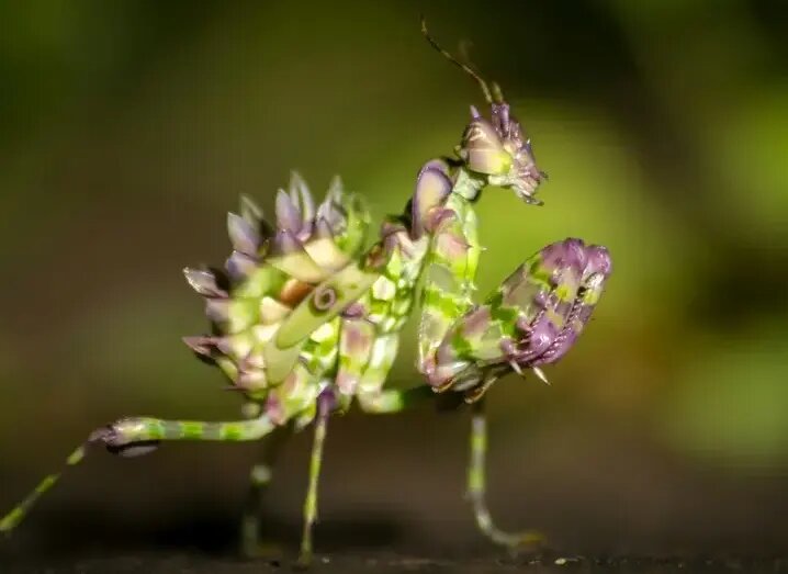 حشراتی که به شکل عجیبی شبیه گیاهان هستند | عکس